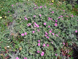 Wildflowers at Cape Rock